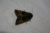 Euplexia lucipara