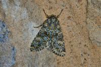 Polymixis flavicincta flavicincta
