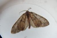 Tephronia sepiaria