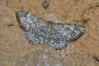 Idaea moniliata