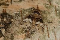Drymonia dodonaea