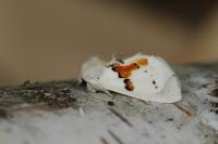 Leucodonta bicoloria