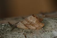 Falcaria lacertinaria