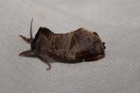Clostera pigra