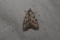 Nola confusalis