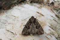 Apamea remissa