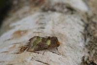 Diachrysia chrysitis