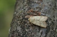 Charanyca trigrammica