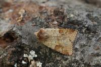 Diarsia mendica