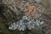 Biston betularia
