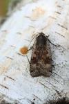 Noctua pronuba