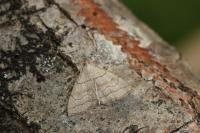 Herminia tarsicrinalis