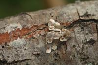 Thyatira batis