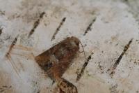 Oligia fasciuncula