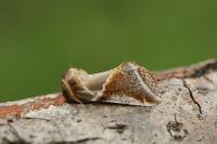 Habrosyne pyritoides