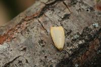 Cybosia mesomella