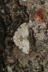Colostygia pectinataria