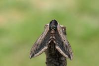 Sphinx ligustri