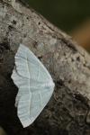 Campaea margaritaria