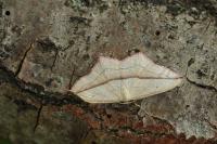 Timandra comae