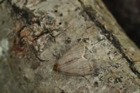 Ochropacha duplaris