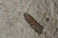Ephestia woodiella/parasitella/elutella