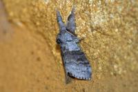 Calliteara pudibunda