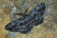 Hypomecis roboraria