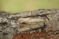 Apamea lithoxylaea