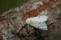 Acronicta leporina