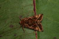 Autographa jota