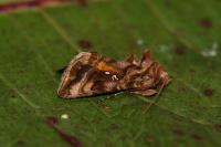 Autographa pulchrina