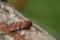 Ceramica pisi