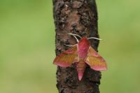 Deilephila porcellus