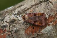 Diarsia brunnea