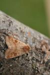 Diarsia mendica