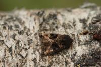 Euplexia lucipara
