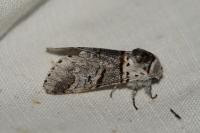 Furcula bifida