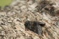 Gluphisia crenata