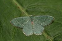 Hemithea aestivaria