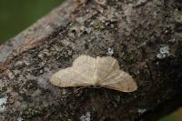 Idaea aversata