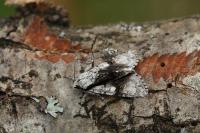 Acronicta alni