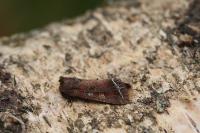Lacanobia oleracea