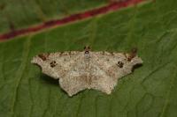 Macaria alternata