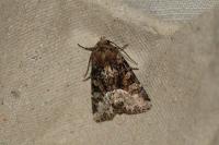 Oligia strigilis/versicolor