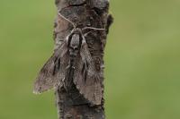 Hyloicus pinastri