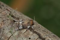 Tethea ocularis