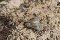Tetheella fluctuosa
