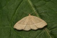 Trisateles emortualis