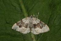 Xanthorhoe montanata